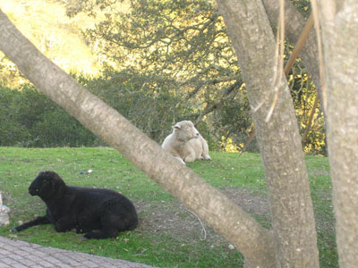 Aprilanne's "twin" lambs Dakota (the white one) - and Snowball (the black one)